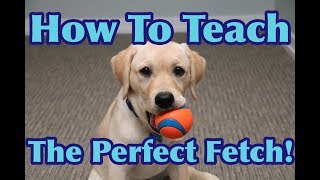 How To Teach Your Dog To FETCH Perfectly Dog Training Tutorial [upl. by Rosy]