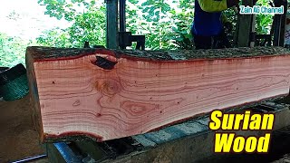 Beautiful Sawmill Surian Wood [upl. by Anrev884]