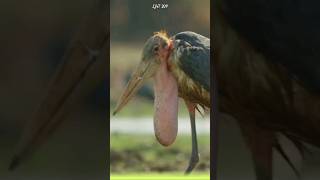 The Marabou Stork The Silent Cleaner of the Natural World marabou animals [upl. by Htebazileyram]