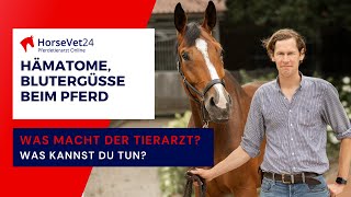 Wie gehe ich bei HämatomenBlutergüssen beim Pferd vor Was macht der Tierarzt HorseVet24 [upl. by Sydelle486]