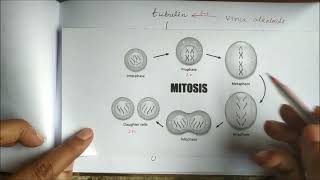 Vinca alkaloids and Taxanes [upl. by Wardle]