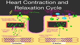 Physiology Heart Muscle CONTRACTION amp RELAXATION CYCLE STEP BY STEP [upl. by Nnave505]