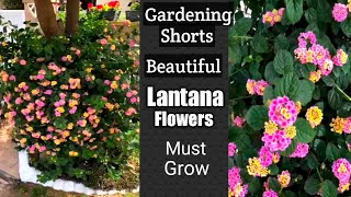 Lantana Flowers  How to grow and care of Lantana plant  Shorts [upl. by Lyns]