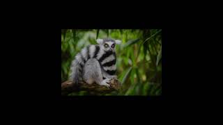 Wildlife animation Why is wildlife important and what does it includes [upl. by Older]