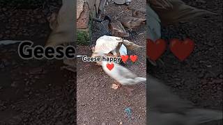 Muscovy duck geese ❤️❤️happy home😂🎈shorts [upl. by Leirbag]