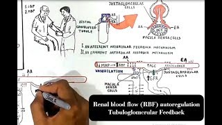 Renal blood flow RBF autoregulation Tubuloglomerular Feedback [upl. by Gabriell]