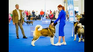 CACIB  ZAGREB  AMERICAN AKITA  240424 [upl. by Bj]