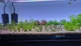 DIY Aquarium backlight dont waste money try this [upl. by Wes541]