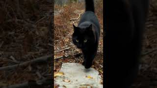 black cat walking in the forest 🌲🐱🐾 [upl. by Cheri864]