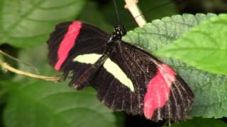 Papillions  Butterfly  animaux  Animal  Papiliorama de Kerzers Suisse 2 [upl. by Inad661]