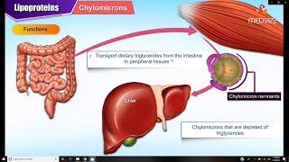 Lipoproteins and Apolipoproteins  Structure  function and metabolism  Medical Biochemistry [upl. by Koh]