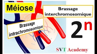 SVT  Brassage de linformation Génétique  Séance gratuite [upl. by Atis]