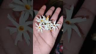 Harsingar ke phool ki Mahima [upl. by Docilla]