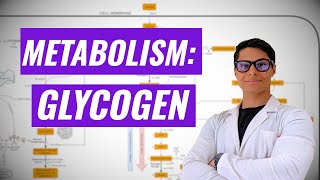 Glycogen Metabolism Ninja Nerd synthesis [upl. by Kataway]