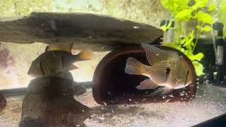 Geophagus Brasiliensis fry wparents [upl. by Gintz]