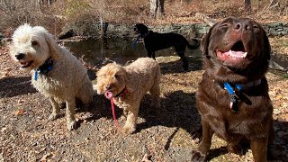 Friday 111 hike with Indie Sahara Goofy and Harlow [upl. by Sicular]