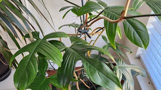 Propagating Philodendron Squamiferum [upl. by Ramyaj]