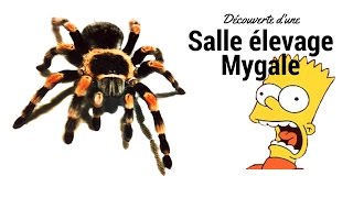 Pièce élevage Mygale à découvrir [upl. by Bethesde152]