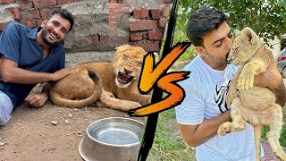 Liger VS Hunter 😗  sher mein dehat  inzi or ibrahim [upl. by Aible]