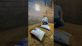 Bedding a stall using bedding pellets barnhack horses horsecare equestrian horsefarms [upl. by Siffre937]