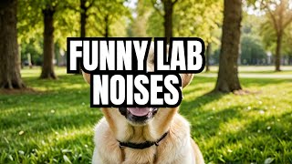 Speak to Your Dog Vocal Labradors  What Do They Say [upl. by Eellac]