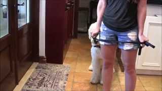 Aggressive Goldendoodle escapes a death sentence [upl. by Nalani]