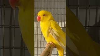 Yellow Ringneck Parrot MalaGirawa Srilanka slbirds sl [upl. by Britney806]