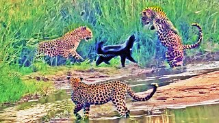 3 Leopards Have Epic Battle with Honey Badger [upl. by Howard]