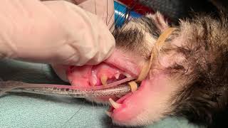 Ferret dental cleaning amp extraction of broken teeth under anesthesia [upl. by Aneeroc]