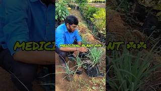 lemongrass నిమ్మగడ్డి Medicinal plant agriculture dragon fruit plant for sale [upl. by Mulford245]