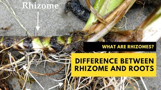 What are Rhizomes The Difference Between Rhizome and Roots plantscience rhizome [upl. by Franciska5]