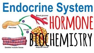 Hormone biochemistry [upl. by Aiclef918]