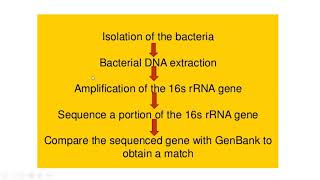 16S rRNA Sequencing [upl. by Massie]