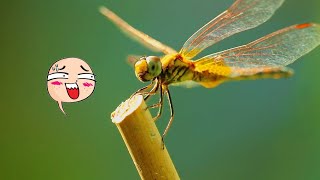 True Facts Dragonfly ¦ The masters of the air [upl. by Atnohs]