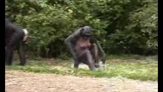 bonobos in Planckendael Zoo [upl. by Anwadal]