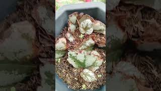 Begonia leaf cuttings propagation in soil plantingtips plantpropagation plantmom [upl. by Ashjian]