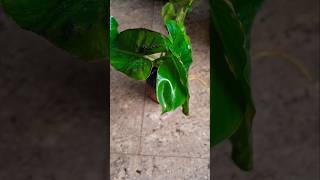 Philodendron propagation in water gardening flower nature trending new plantlover shorts [upl. by Trutko]