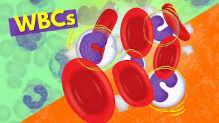 White Blood Cells Introduction aka Leukocytes  How they Work [upl. by Alisan]