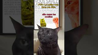 POV La petite voix dans ma tête chatdrole catmemes humour drole pov couple [upl. by Halford]