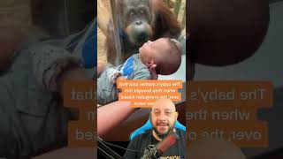 Orangotango fêmea pede para ver bebê humano em zoológico [upl. by Jolynn]