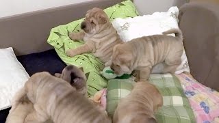 Shar Pei puppies are playing on their bed [upl. by Eceerahs]