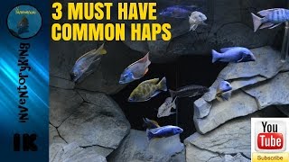 3 Must Have Common Haps  For Every African Cichlid Aquarium  Tank Size Matters [upl. by Clarinda]