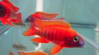 Aulonocara Rubescens Ruby Red Peacock Cichlid [upl. by Euqram338]