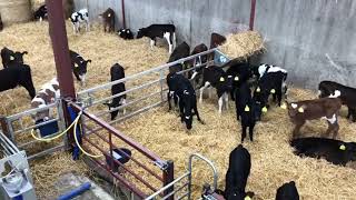 100 Spring born dairy Calves for sale [upl. by Anyal]