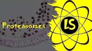 Proteasomes [upl. by Etnud]