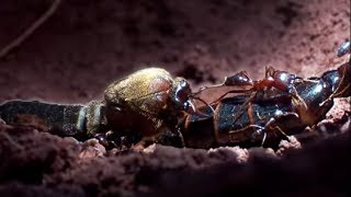 Queen Ant Mating Season  Ant Attack  BBC Earth [upl. by Giverin]