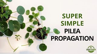 Pilea Peperomioides Propagation And The Secret Of Single Leaf Propagation [upl. by Ayom916]