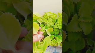 सिर्फ चार दिनों में अजवाइन की कटिंग लगेगी ajwain plant propagation shorts viralvideo trending [upl. by Winnifred]