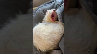 She yawned loudly🤗Ferret ferret petlover animal cutepet fluffy ferretlife [upl. by Retsae]