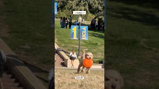 Gorgeous day 🐕 labradoodle dogtraining frisbeedog drdre [upl. by Akkire]